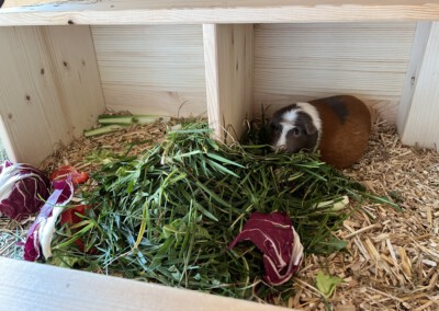 2 Tage vor der Geburt - mittagliche Gras Fütterung