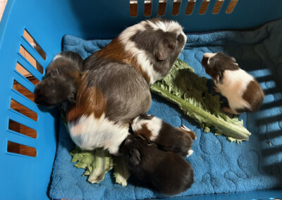 2. Lebenstag - links Oakley, rechts Ophelia, unten klein Ontario, unten groß Ostwind