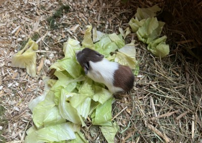 3. Lebenstag - Ophelia beim morgendlichen Salatfrühstück