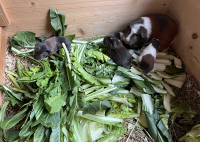 3. Lebenstag - große Salatrunde zum MIttag