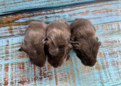 2. Lebenstag - Rika links, Rosalie mitte, Robina rechts