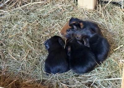 2. Lebenstag - von links nach rechts: Tallulah, Tara, Tisket, Toppur
