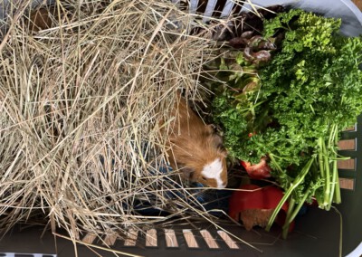 77. Lebenstag auf dem Weg zum Tierarzt für die Kastration (Vektor, Vivar und Valino)