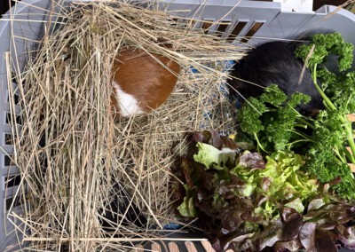 69. Lebenstag Wello und Waru (zusammen mit Papa Ivar) auf dem Weg zum Tierarzt zur Kastration