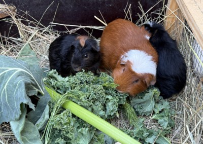 71. Lebenstag Wello und Waru (zusammen mit Papa Ivar) Kontrolle der Kastra Wunde