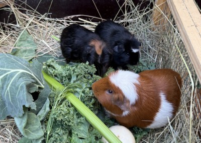 71. Lebenstag Wello und Waru (zusammen mit Papa Ivar) Kontrolle der Kastra Wunde