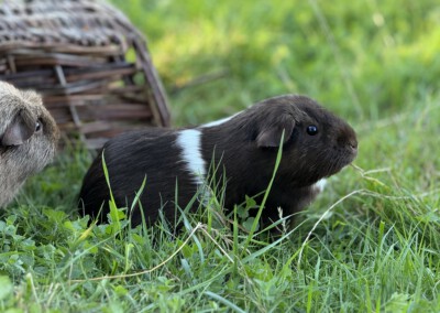 Wiesenhummel