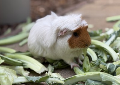 Bertie