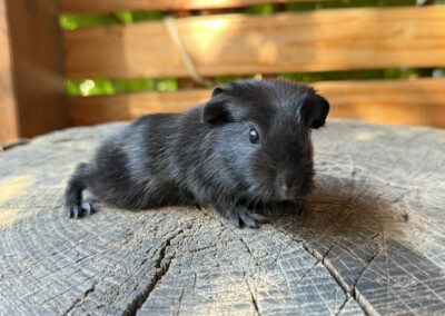 Zorro